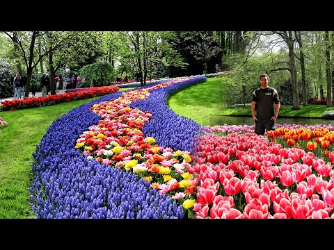A Day at Keukenhof : The Garden of Europe