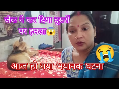 I feel like crying today because of Jack 😭 I don't know what to do 🤔 #jackthegsd #funnydog #vlogv...