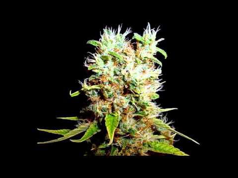 Tyke & Callide - Set Style