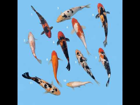 Video pregled koi ribe
