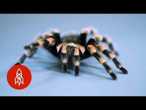 A Hairy Situation: This Tarantula Is No Pet