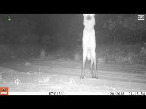 Maned wolf rodar-bark