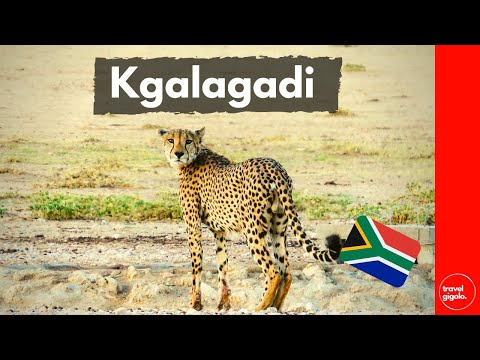 Travel Review: Kgalagadi Transfrontier Park, Northern Cape (South Africa Self Drive)[National Parks]