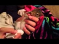 How To Make A Baby Squirrel Go To The Bathroom