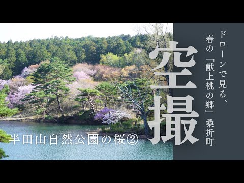ドローンで見る半田山自然公園の桜②