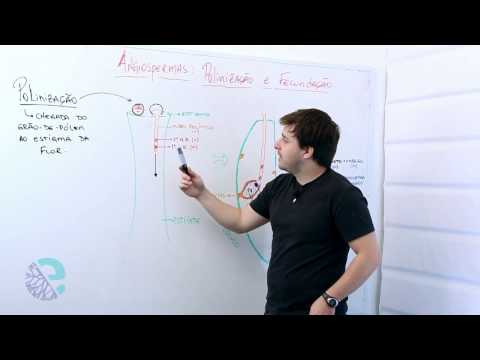 Angiosperms: pollination and fertilization