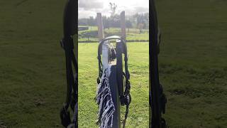 Morning routine with the horsies #woodenhorse