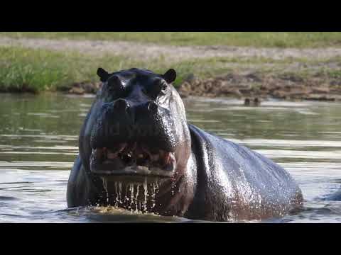 Quick Hippo facts