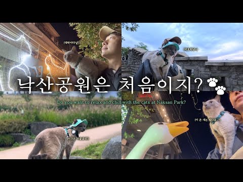 냥생 처음 낙산공원을 방문한 고양이와 외국인들의 놀라운 반응