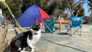 Backyard Camping with Our Cats 🐈⬛🐈⬛オウチのお庭で猫たちとキャンプ🏕️