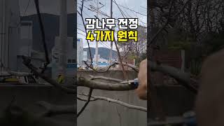 Download lagu 감나무 전정  4가지 꿀팁 참쉽죠! 누구나 할수있어요 mp3