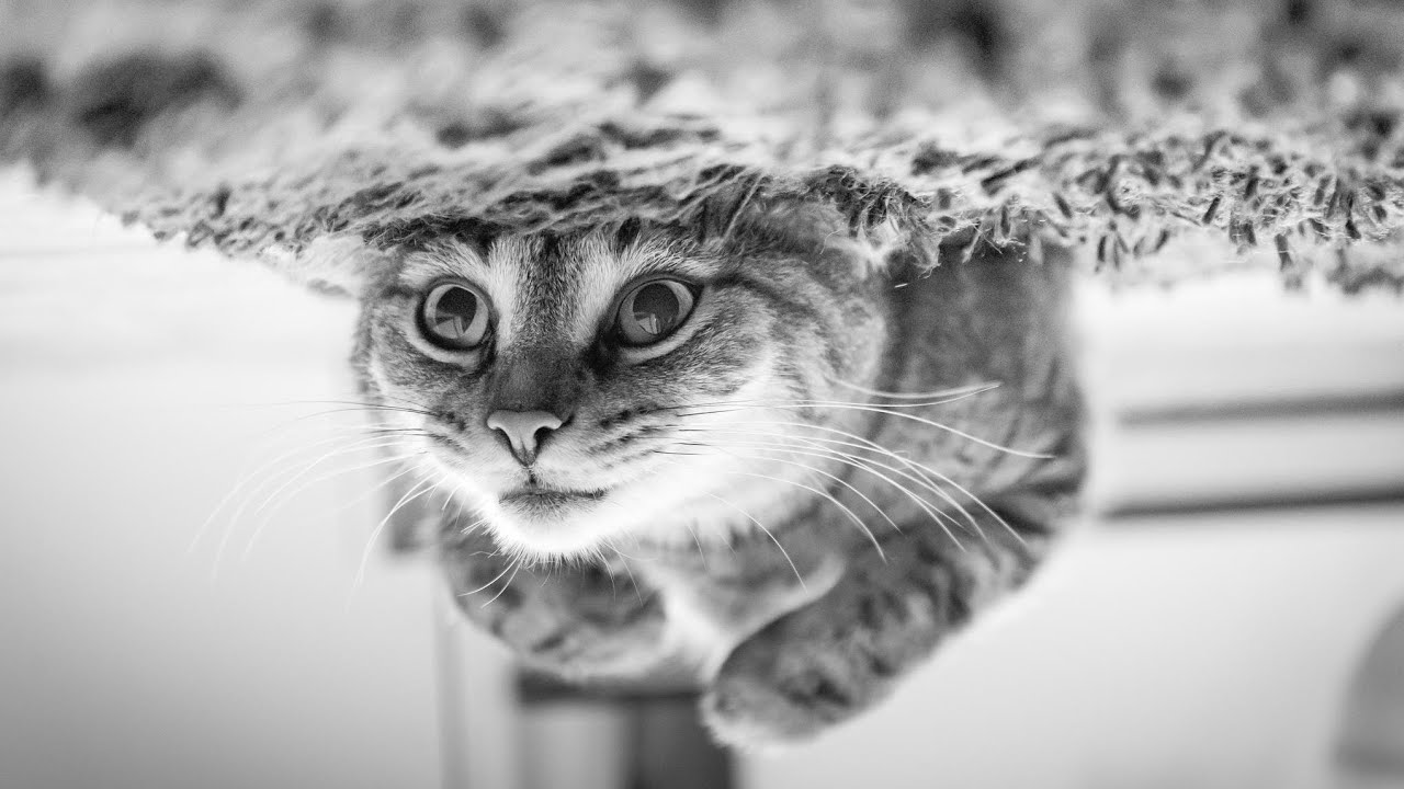 Baby Cats - Cute and Funny। cat videos compilation #08 । try not to laugh | kittens playing