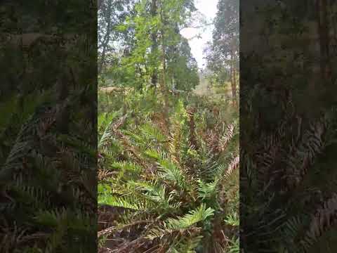 Valdivia | REGIÓN DE LOS RÍOS