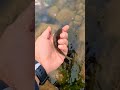 Video Thumbnail for Micro Catch and Release  #short #fishing #subscribe #shorts
