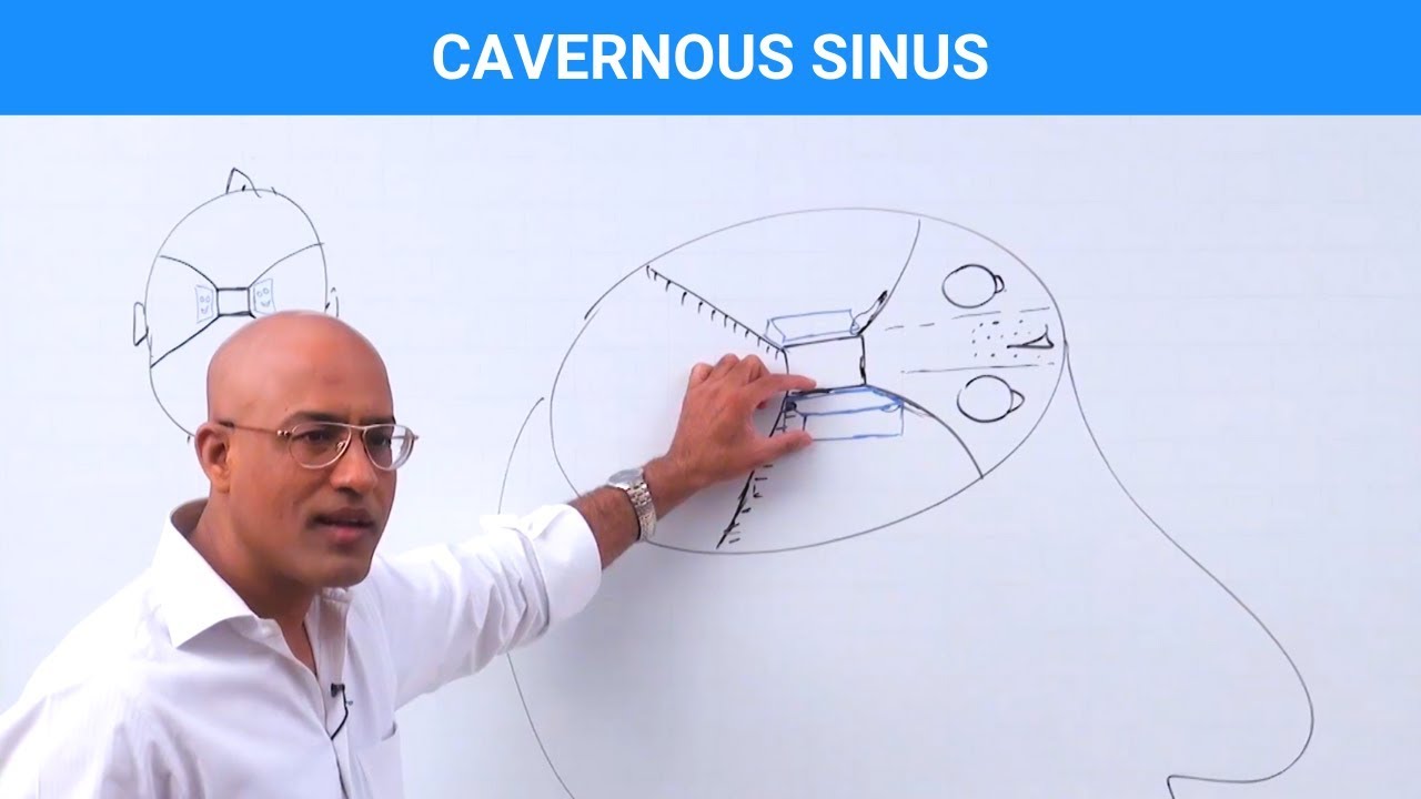 Cavernous Sinus - Structure & Function - YouTube