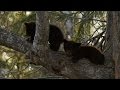 Black Bear Cub Is Scared To Climb Down Alaska Earth S Frozen Kingdom Episode 1 Preview BBC