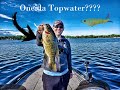 Lake Oneida Topwater (My Most Insane Catch EVER)