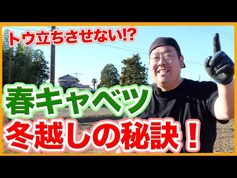 キャベツガと自然に戦う方法は？簡単な手段で感染を防ぐことはできるのでしょうか？  庭園