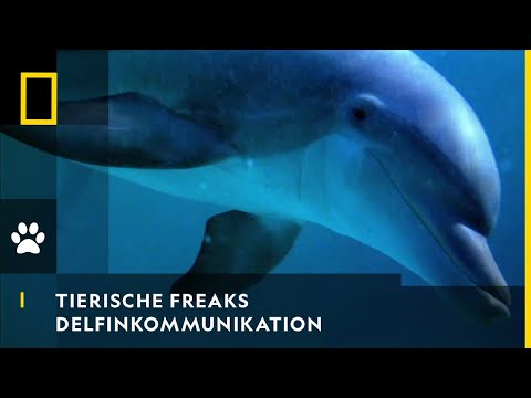 TIERISCHE FREAKS - Crashkurs in Delfinkommunikation | National Geographic