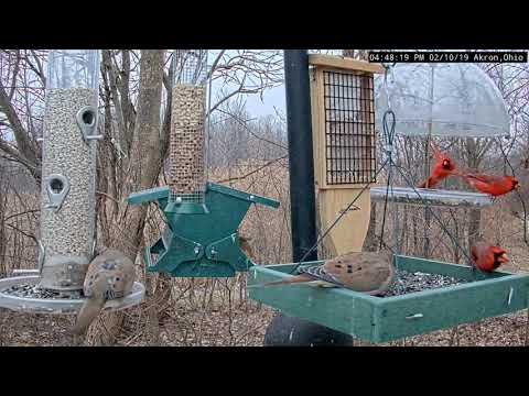 Busy Winter Afternoon - Cardinals, Mourning Doves, etc