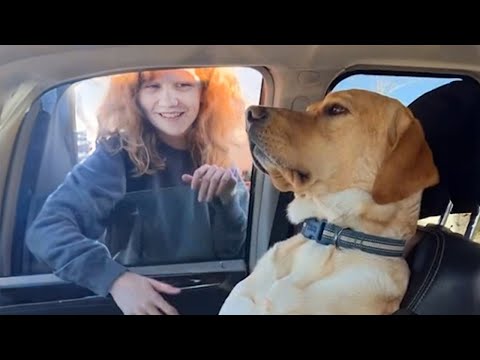 Un chien labrador gagne à son jeu d'ignorance animaux les plus drôles 2023