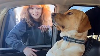 Un chien labrador gagne à son jeu d'ignorance animaux les plus drôles 2023