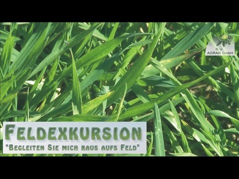 25. Feldexkursion: Welches Insekt springt im Getreidefeld herum? - NU Agrar, 30.092015