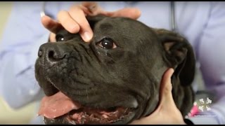 Vet Workshop | Cherry Eye in Dogs and How to Treat It Properly