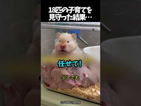 18匹の子育てを見守った結果…
