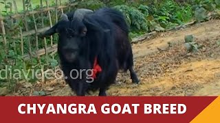 A Farm Goat, Tripura