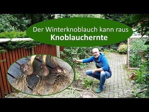 , title : 'Knoblauchernte / Der Winterknoblauch kann raus'