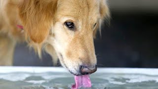 Cats vs Dogs Drinking Water | Slow Motion | Experiments