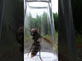 Releasing a Giant Asian Hornet!