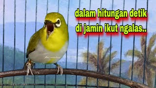Download lagu Suara Burung Pleci Gacor Ngalas,Dalam Hitungan Detik Pleci Bustomi Akan Ikut Ngalas Nembak Gacor mp3
