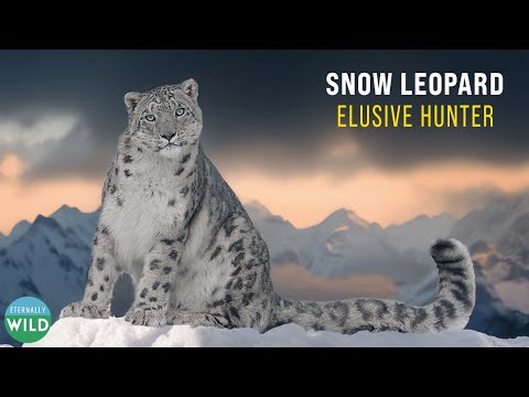 Elusive Hunter — Snow Leopard Documentary | 4K Wildlife Film Himalayas