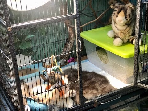 Litterbox Training & Cage Setup for Blind Baby Foster Kitten