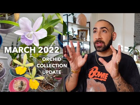March 2022 Orchid Collection Update