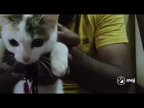 Cat Bhi Line Marti Hai