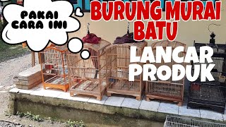 Download lagu MANFAAT DAN PENTINGNYA SINAR MATAHARI UNTUK BURUNG  MURAI BATU mp3