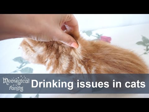 🌊 Is your cat drinking enough water?