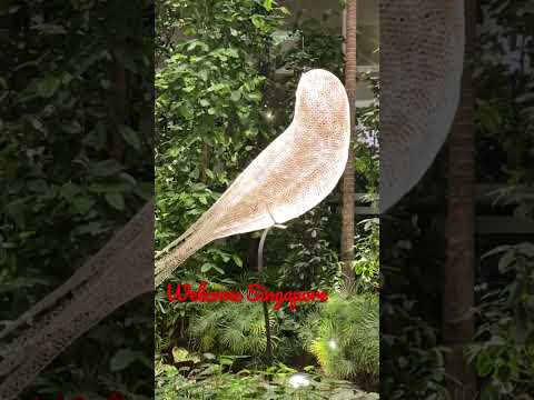 BIRD #asmr #satisfactory #animal