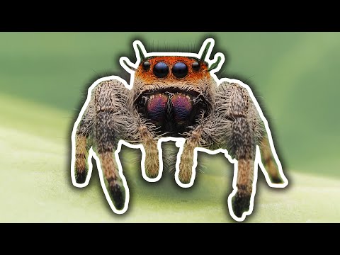 All About Jumping Spiders