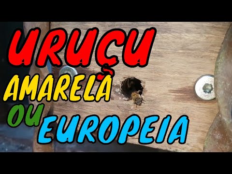 ABELHA URUÇU E AFRICANAS / Capturando Um Enxame Migratório.
