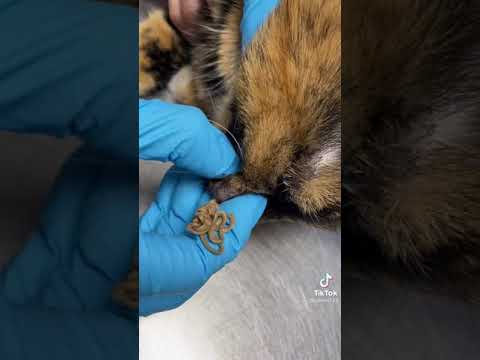 Popping huge pimple on cat's nose 🤢