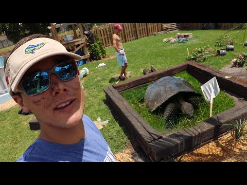 The Worlds LARGEST Tortoise Enclosure in My BACK YARD!!