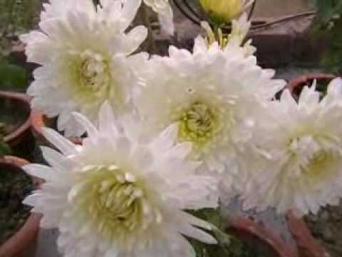 My flowers.flv