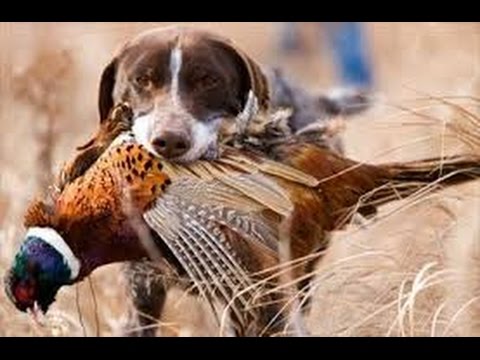 Tv7 con Voi del 25/02/2015 - La questione Veneta (1 di 3)