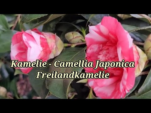 Kamelie Japonica Pflegefehler die du nicht kennst.
