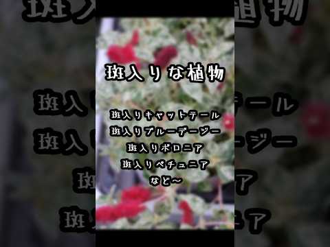 園芸 斑入り Eléagnus Maculata Aurea、斑入りスパイシー シャレフ