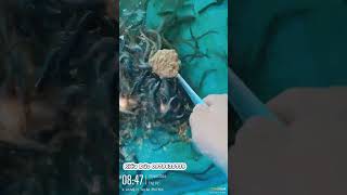 Nuôi cá cho ăn cám thật sự  cá ăn  giành